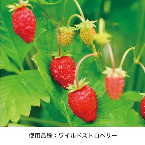 Grow Flavor 育てるフレーバー GD-905【栽培セット ハーブ 育てる 植物 育てやすい 香り豊か ハーブティー フレーバーティー リラックスタイム 癒し お家で育てる】