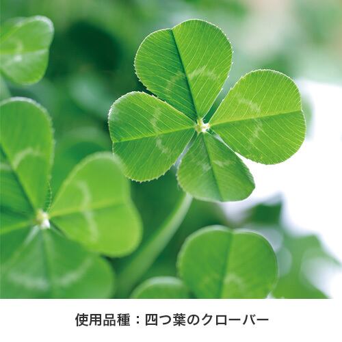 Botanical Pot ボタニカルポット GD904【栽培セット ボタニカル 幸せ お花 植物 かわいい おしゃれ プレゼント ギフト 緑 植物 育てやすい お家で育てる】