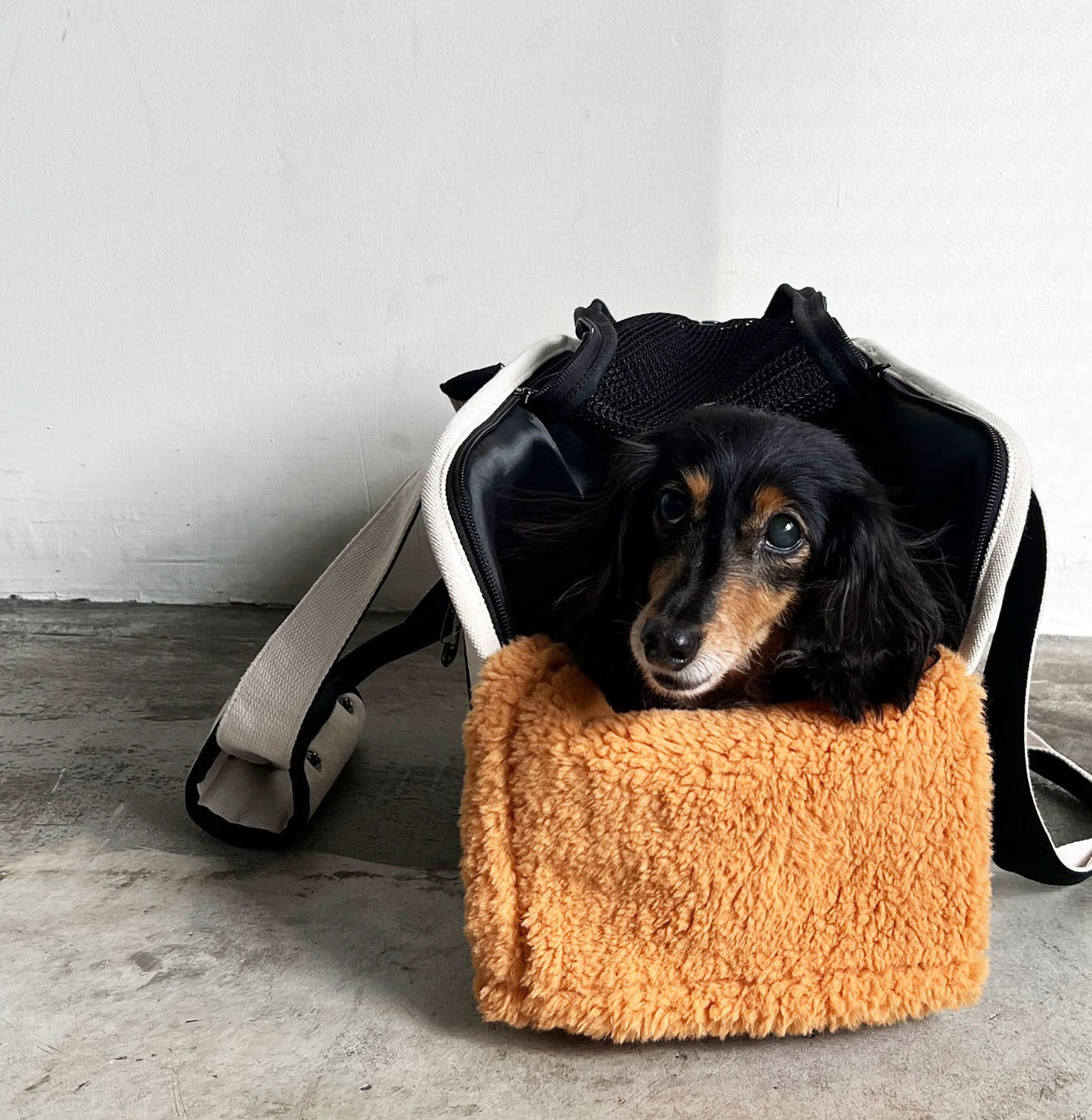 【送料無料】pet carry canvas tote L【ペット用 キャリーバッグ トートバッグ 軽量 おしゃれ 人気 多機能 キャンバス カジュアル】