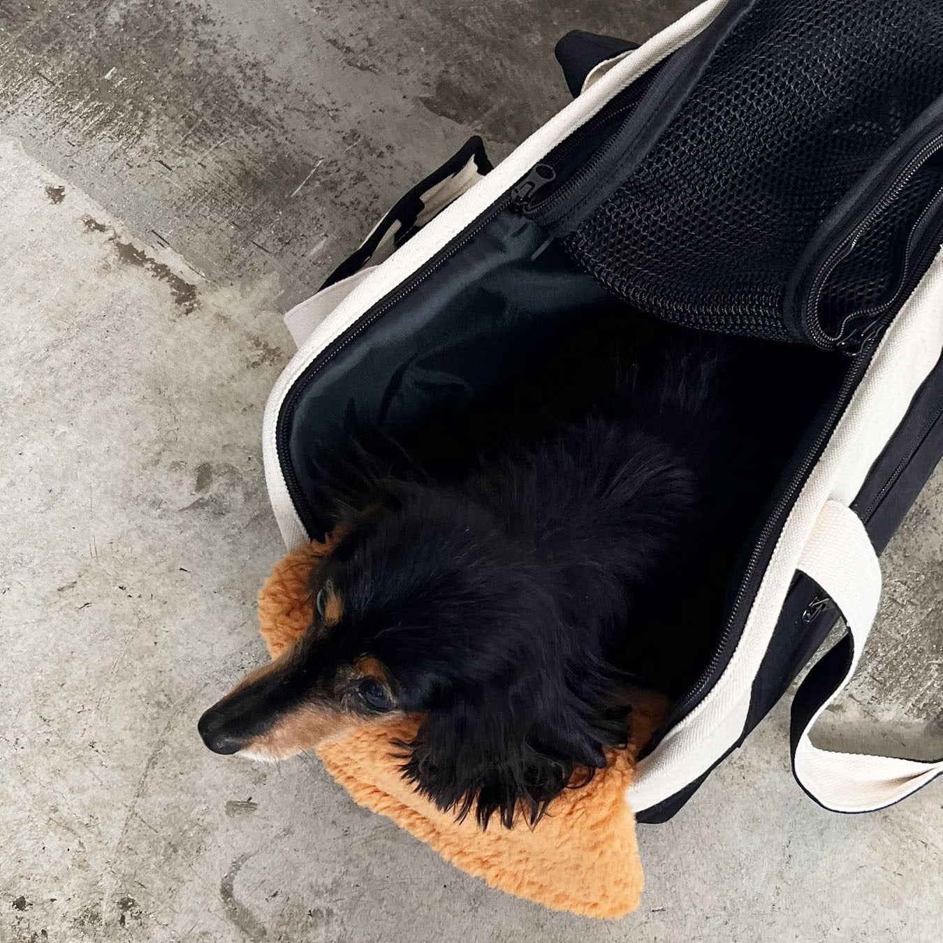 【送料無料】pet carry canvas tote L【ペット用 キャリーバッグ トートバッグ 軽量 おしゃれ 人気 多機能 キャンバス カジュアル】