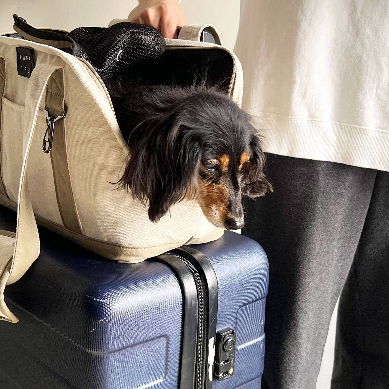 【送料無料】pet carry canvas tote L【ペット用 キャリーバッグ トートバッグ 軽量 おしゃれ 人気 多機能 キャンバス カジュアル】